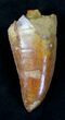 Top Quality Carcharodontosaurus Tooth - Thick #20353-1